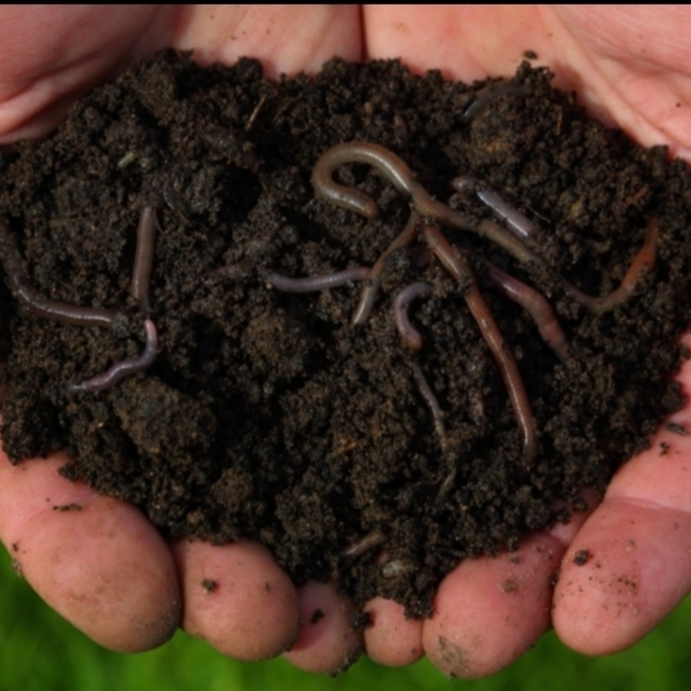 Pure worm castings
